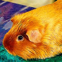 黄金缎毛天竺鼠