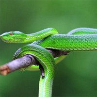 西藏竹叶青蛇