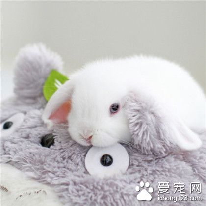 兔星人，萌萌哒蓝眼睛兔子~