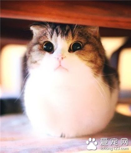 喵星人，天啦喵！看到了什么！