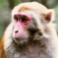 猕猴