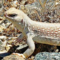 沙漠鬣蜥