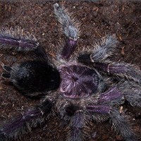 厄瓜多尔紫粉趾