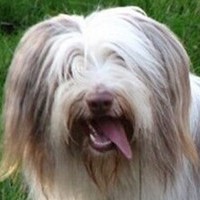 古代长须牧羊犬