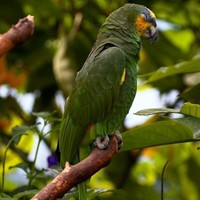 橙翅亚马逊鹦鹉