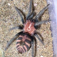 哥斯达黎加老虎尾