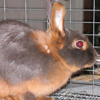 美国黄褐色家兔