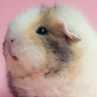 白色黑眼天竺鼠