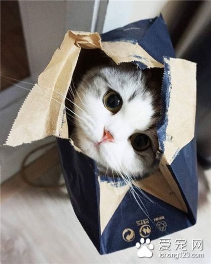 大脸萌 ”我脸大，我骄傲，喵喵喵”