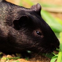 纯黑天竺鼠