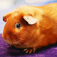 涂金缎毛天竺鼠