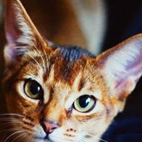 阿比西尼亚猫