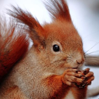 欧洲红松鼠