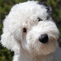 古代英国牧羊犬