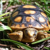 德州地鼠龟