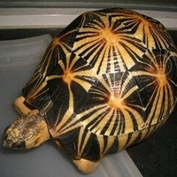 包兰格海角陆龟