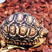 豹纹陆龟