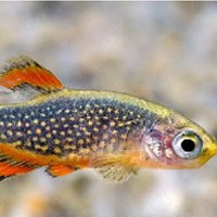 豹纹斑马鱼