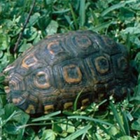 纳塔尔折背陆龟