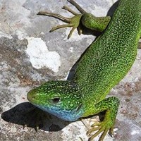 翠绿蜥