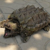 大鳄龟