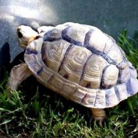 埃及陆龟