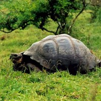 加拉帕戈斯象龟