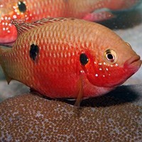红宝石鱼