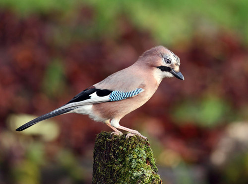 手玩鸟训练 怎样训鸟手玩需要注意的事项