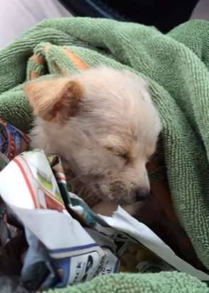 流浪狗获救时奄奄一息 经过6周治疗快速康复