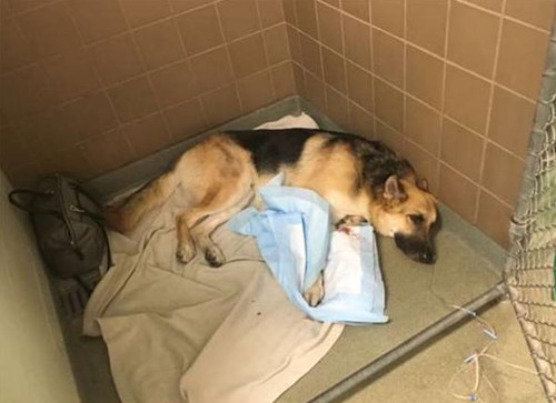 狗狗街头流浪时被收养 为报恩用生命保护主人