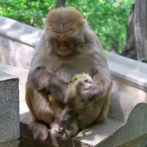 花果山一母猴怀抱死去幼崽  不忍抛弃