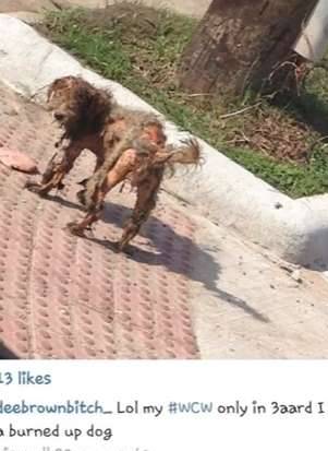 流浪狗获救时奄奄一息 经过6周治疗快速康复