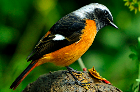 养鸟的注意事项 春季养鸟须知的事项