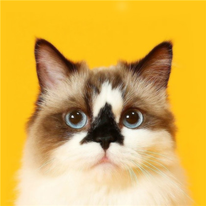 标准证件照~n(*≧▽≦*)n