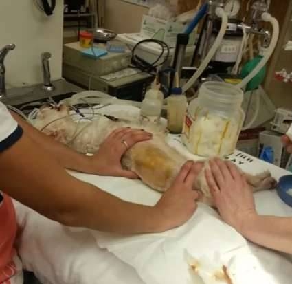 流浪狗获救时奄奄一息 经过6周治疗快速康复