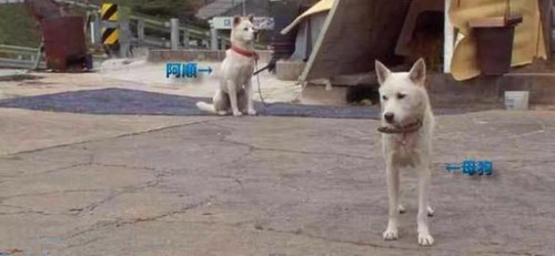 狗狗偷吃完就跑 不料数月狗妈妈带狗崽上门讨债