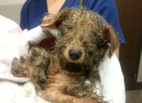 流浪狗获救时奄奄一息 经过6周治疗快速康复