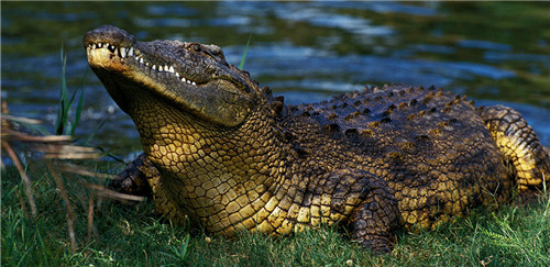 尼罗鳄