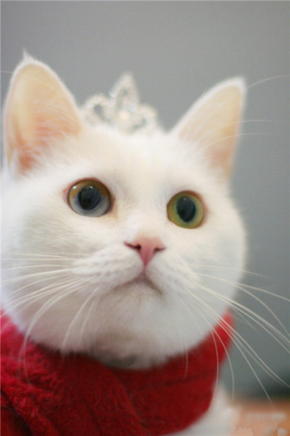 咦，意外地又发现一头美猫。。。