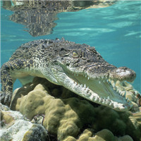 湾鳄