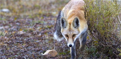 草原狐