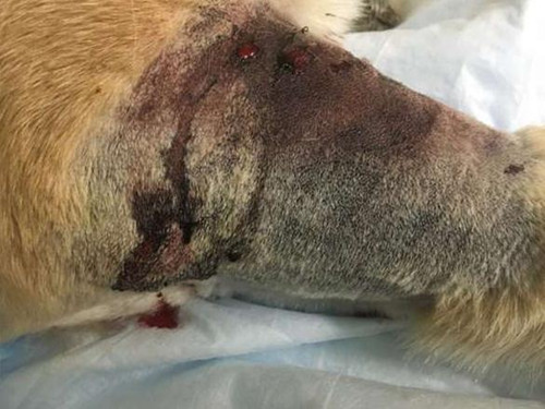 狗狗街头流浪时被收养 为报恩用生命保护主人