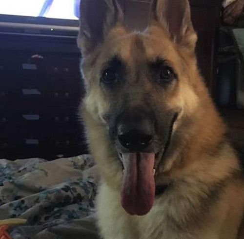 狗狗街头流浪时被收养 为报恩用生命保护主人