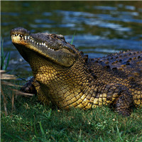 尼罗鳄