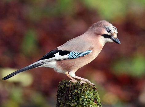 冬天养鸟注意事项 详解冬季养鸟须知