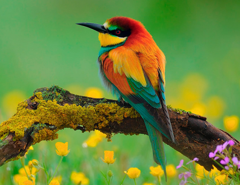 养鸟的具体的注意事项分析 秋季养鸟须知