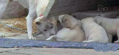 狗狗偷吃完就跑 不料数月狗妈妈带狗崽上门讨债