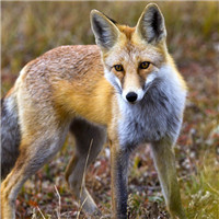 草原狐