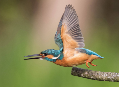 家庭养鸟 详解家养鸟的日常管理事项